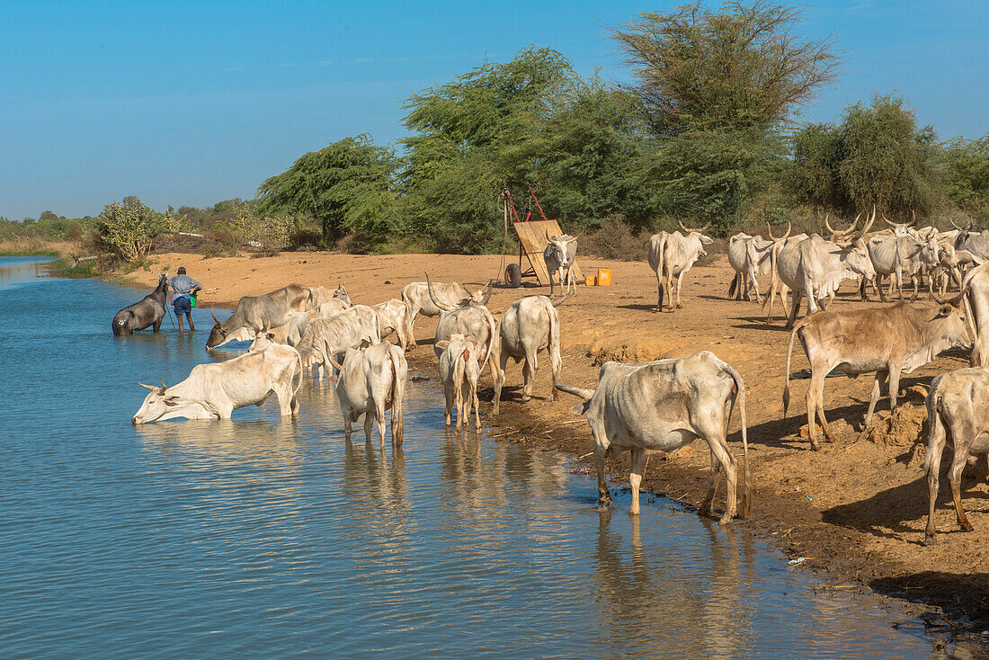 Herd of zebus drinking river water, Senegal, West Africa, Africa