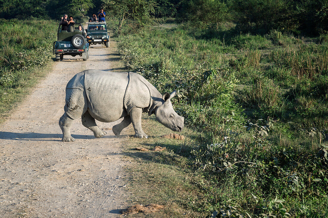 Junge indische Nashörner (Rhinoceros Unicornis) überqueren eine Straße vor einem Fahrzeug mit Touristen, Kaziranga, Assam, Indien, Asien