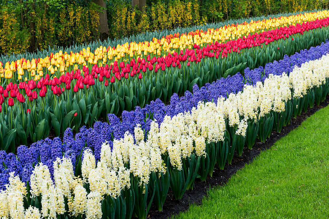Reihen von mehrfarbigen Tulpen und Hyazinthen in voller Blüte, Keukenhof Gardens Exhibit, Lisse, Süd-Holland, Niederlande, Europa