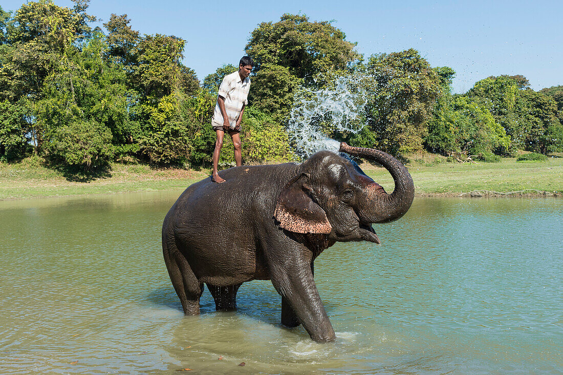 Mahout stehend auf dem Rücken seines indischen Elefanten (Elephas maximus indicus) ein Bad im Fluss, Kaziranga, Assam, Indien, Asien