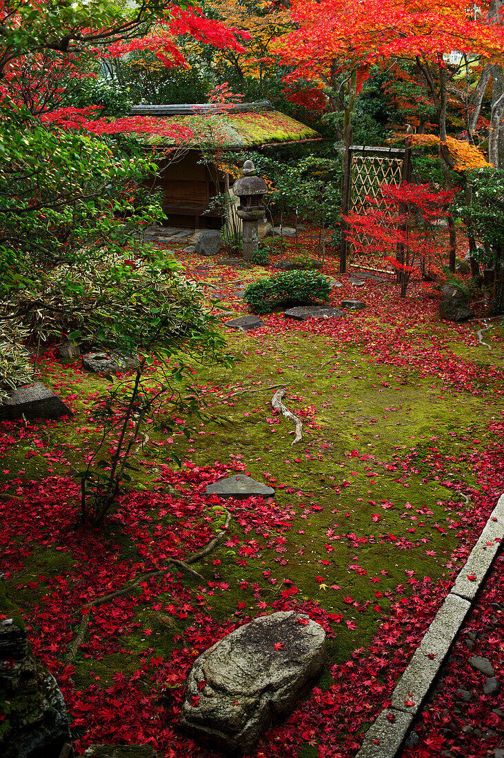 Japanese garden in autumn, Daiho-in temple, Kyoto, Japan, Asia