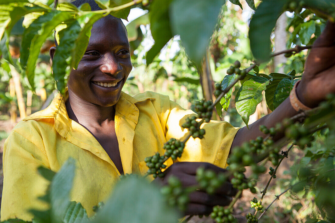Ein junger Junge überprüft seine Kaffeepflanze, Uganda, Afrika
