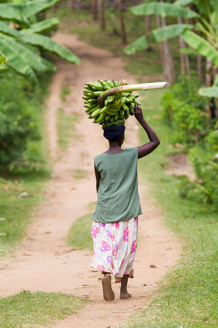 A woman walks down a path carrying a large bunch of bananas on her head, Uganda, Africa