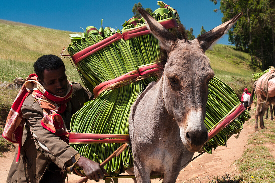 A man steers his donkey carrying banana leaves, Ethiopia, Africa