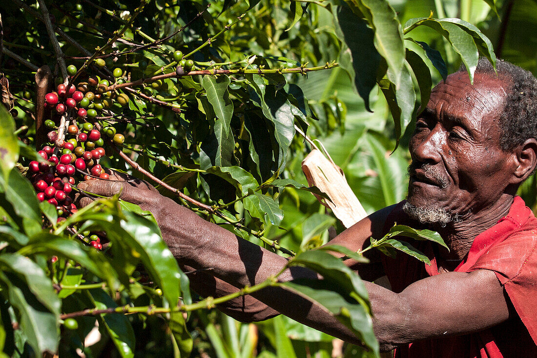 A man picks some red coffee beans from a coffee plant, Ethiopia, Africa