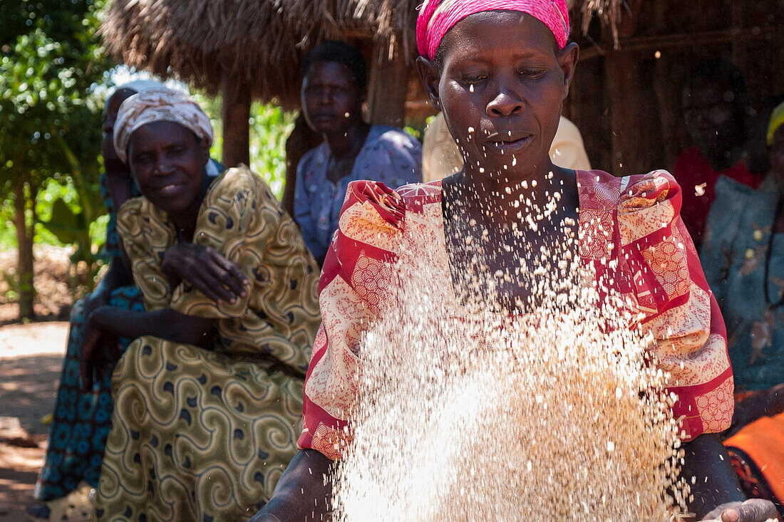 Eine Frau siebt etwas Getreide, indem sie das Korn, Uganda, Afrika