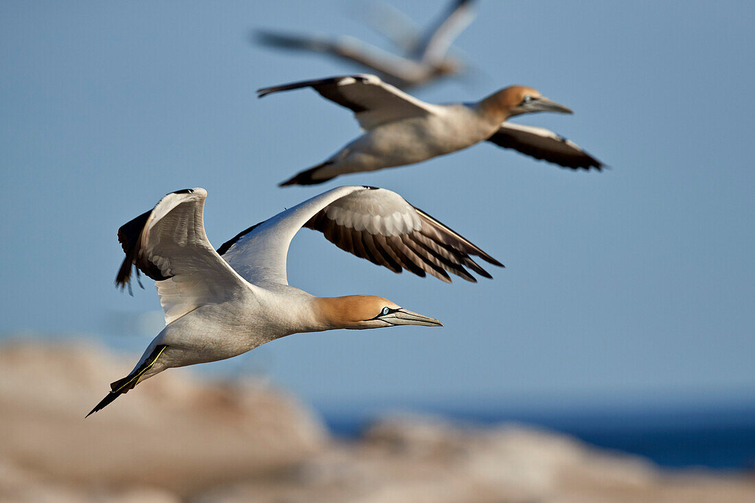 Cape gannet (Morus capensis) in flight, Bird Island, Lambert's Bay, South Africa, Africa