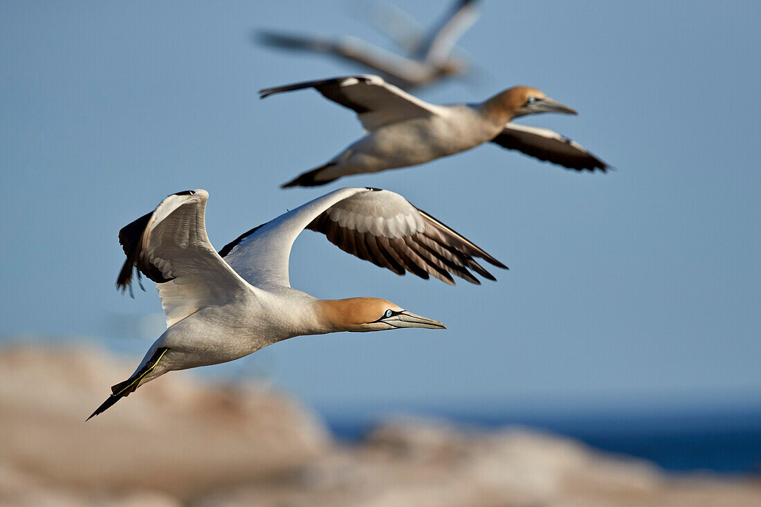 Kaptölpel (Morus capensis) im Flug, Bird Island, Lambert's Bay, Südafrika, Afrika