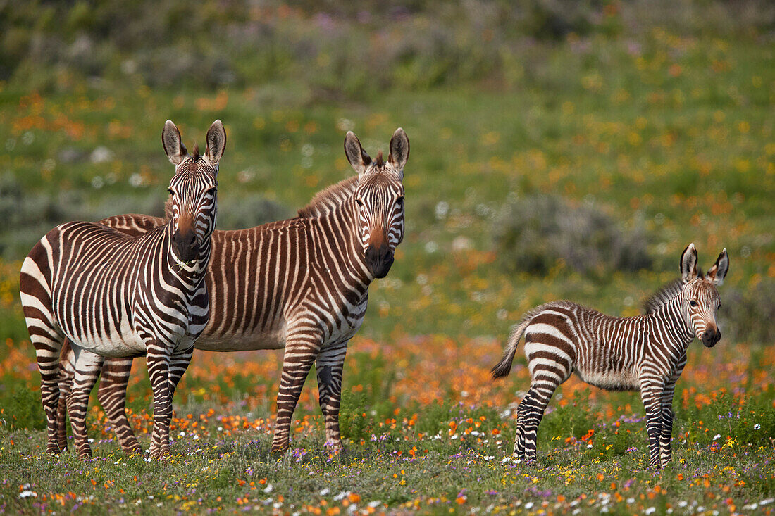 Cape mountain zebra (Equus zebra zebra) among wildflowers, West Coast National Park, South Africa, Africa