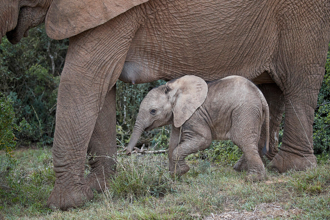 Baby African elephant (Loxodonta africana), Addo Elephant National Park, South Africa, Africa