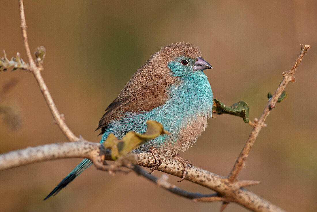 Blauer Waxbill (Uraeginthus angolensis), Krüger Nationalpark, Südafrika, Afrika