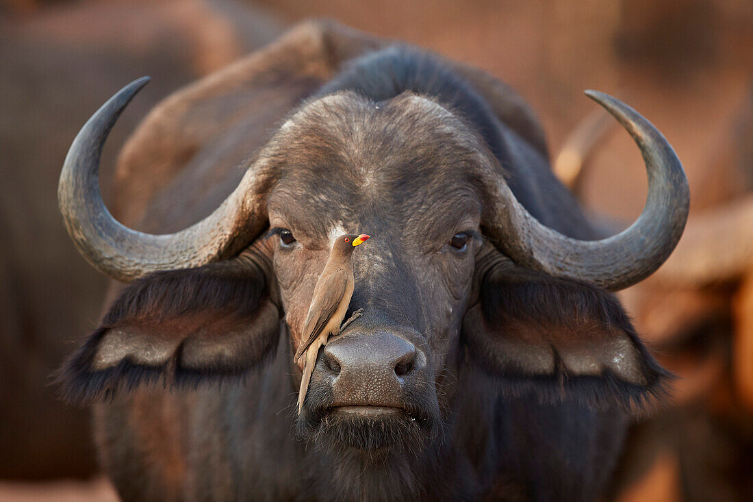 Yellow-billed oxpecker (Buphagus africanus) on a Cape buffalo (Syncerus caffer), Kruger National Park, South Africa, Africa
