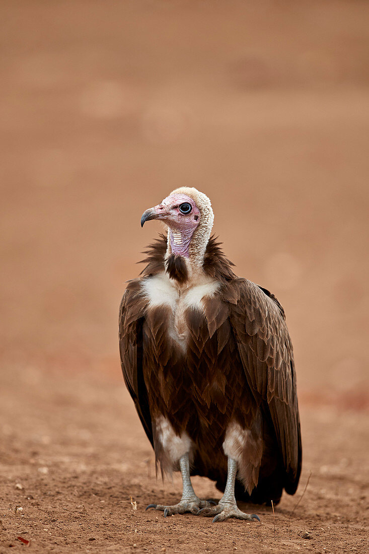 Mit Kapuze Geier (Necrosyrtes Monachus), Krüger Nationalpark, Südafrika, Afrika