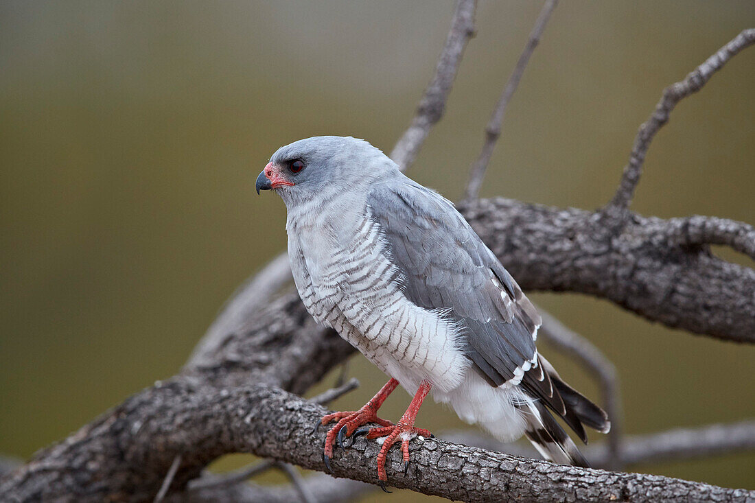 Gabar goshawk (Micronisus gabar), Kruger National Park, South Africa, Africa