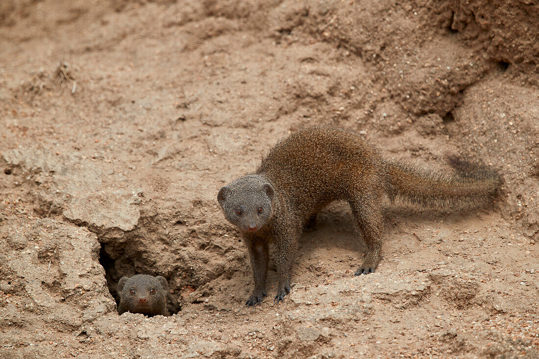 Dwarf Mongoose (Helogale parvula), two at burrow, Kruger National Park, South Africa, Africa