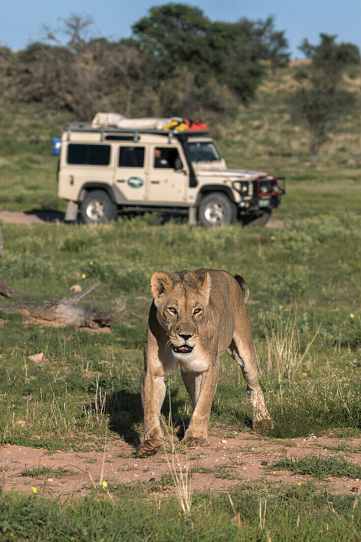 Lion (Panthera leo) with safari tourists, Kgalagadi Transfrontier Park, Northern Cape, South Africa, Africa