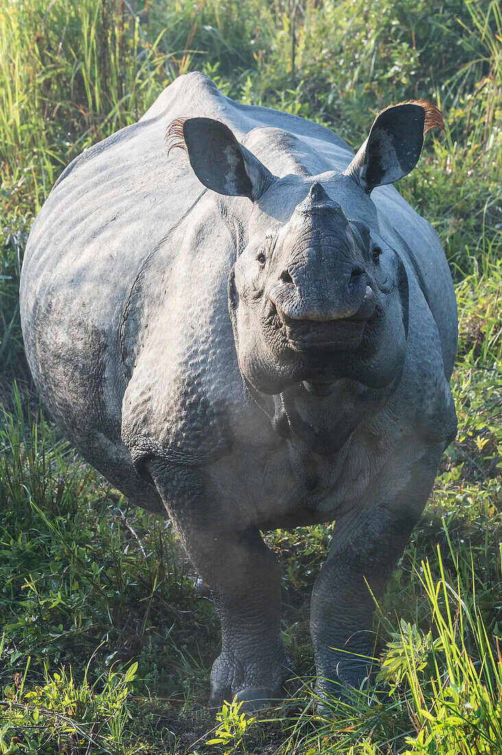 Indian rhinoceros (Rhinoceros unicornis) in elephant grass, Kaziranga National Park, Assam, India, Asia