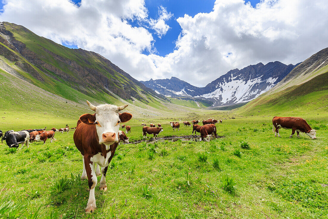 Kühe im Malatra-Tal, Ferret-Tal, Courmayeur, Aostatal, Italien, Europa
