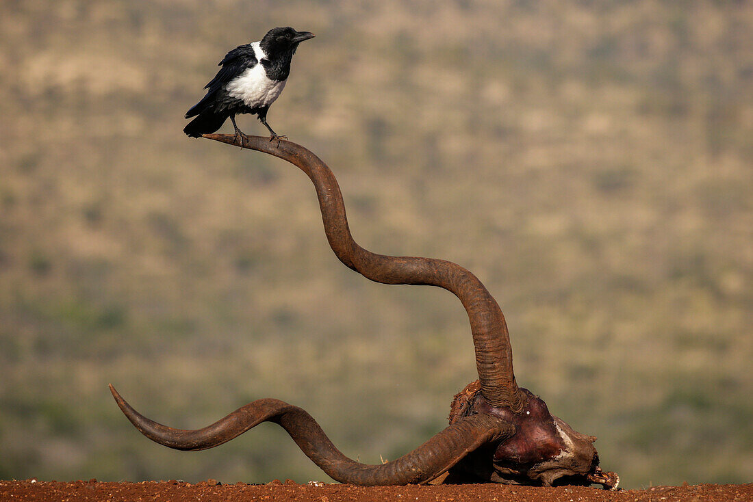 Riedkrähe (Corvus albus), Zimanga-Wildreservat, KwaZulu-Natal, Südafrika, Afrika