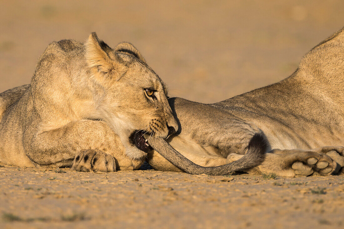 Junge Löwen (Panthera Leo) spielen, Kgalagadi Transfrontier Park, Northern Cape, Südafrika, Afrika