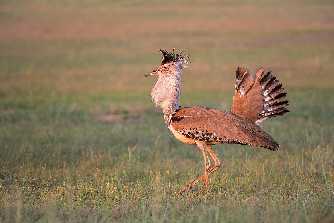 Kori bustard (Ardeotis kori) male courtship display, Kgalagadi Transfrontier Park, Northern Cape, South Africa, Africa