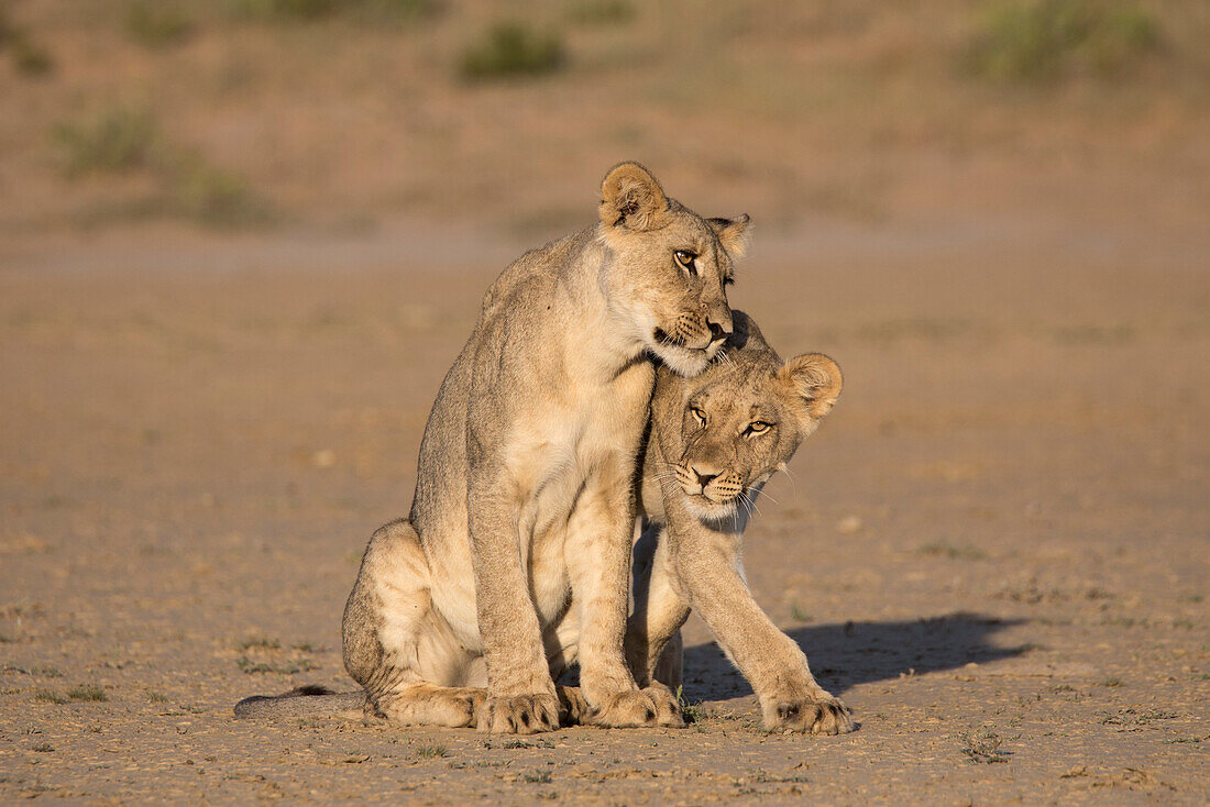 Young lions (Panthera leo), Kgalagadi Transfrontier Park, Northern Cape, South Africa, Africa