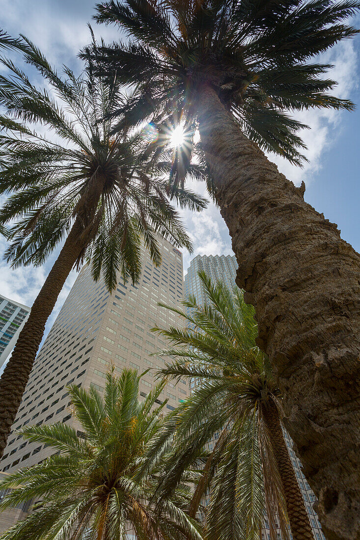 Wolkenkratzer Gebäude umgeben Bayfront Park in der Innenstadt von Miami, Miami, Florida, Vereinigte Staaten von Amerika, Nordamerika