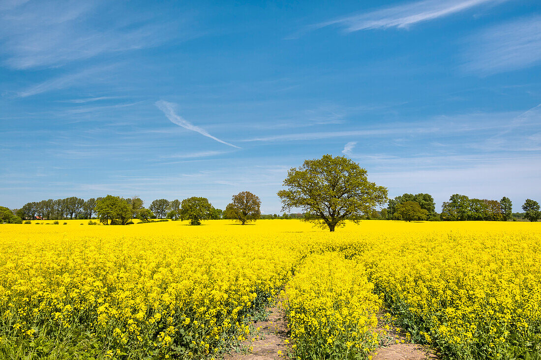 Rapsfeld bei Cismar, Lübecker Bucht, Ostsee, Schleswig-Holstein, Deutschland