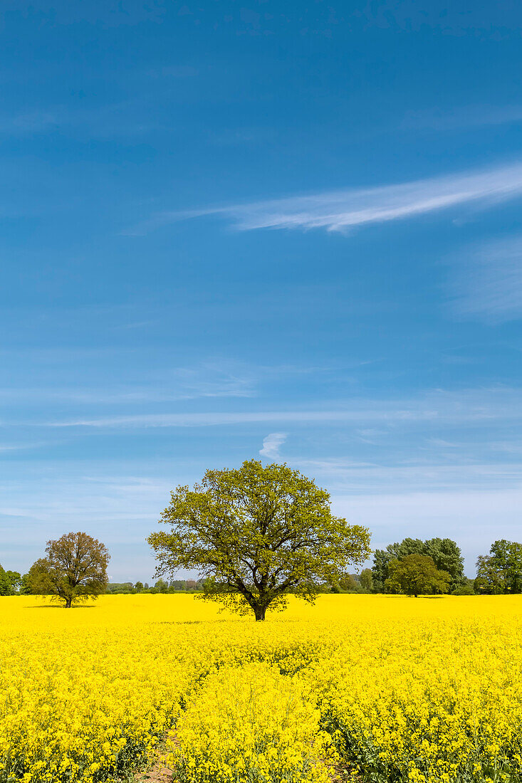 Rape field near Cismar, Baltic coast, Schleswig-Holstein, Germany