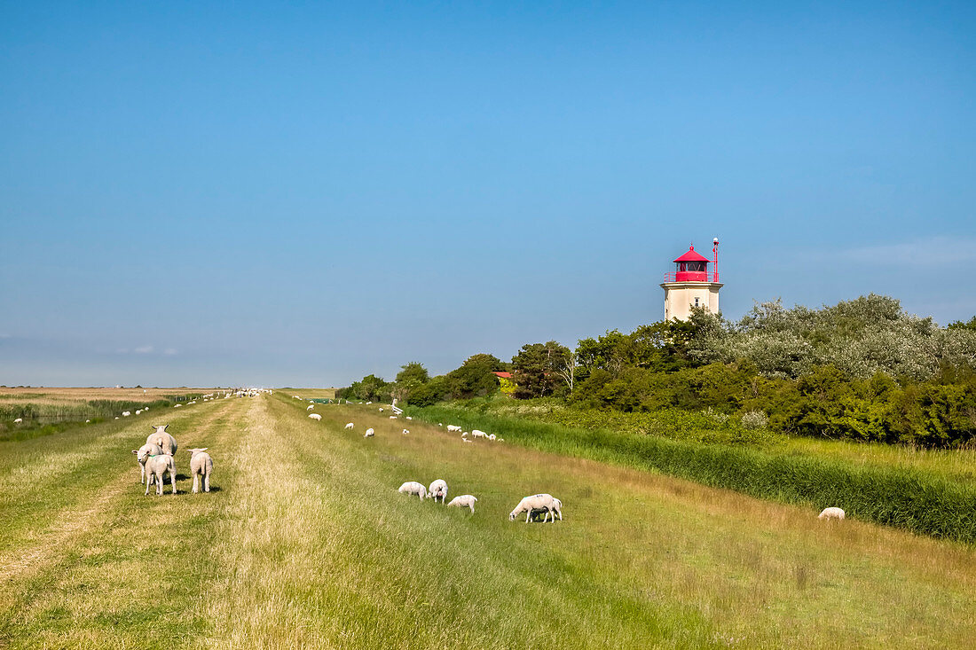 Sheep at Westermarkelsdorf lighthouse, Fehmarn island, Baltic coast, Schleswig-Holstein, Germany