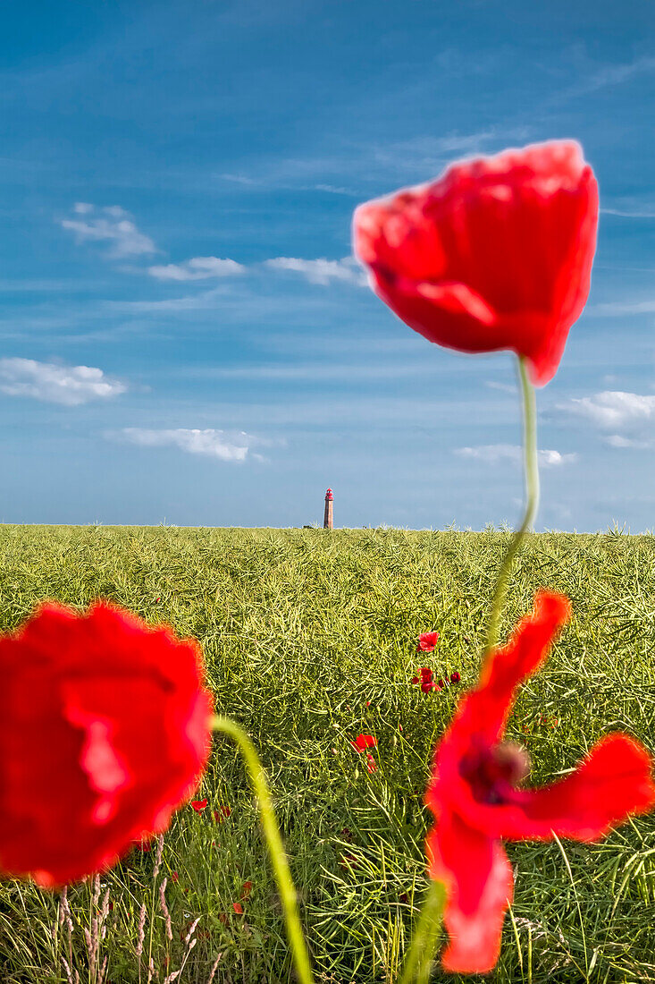Poppy flowers in front of lighthouse, Fluegge, Fehmarn island, Baltic coast, Schleswig-Holstein, Germany