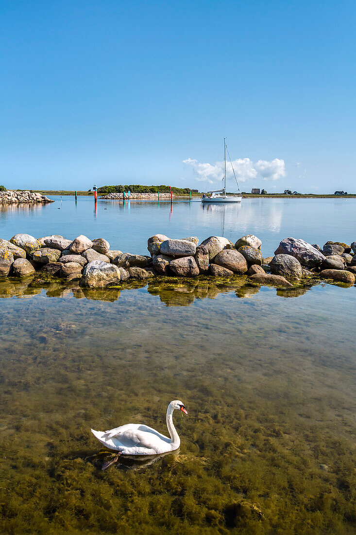 Swans in front of Graswarder peninsula, Heiligenhafen, Baltic coast, Schleswig-Holstein, Germany