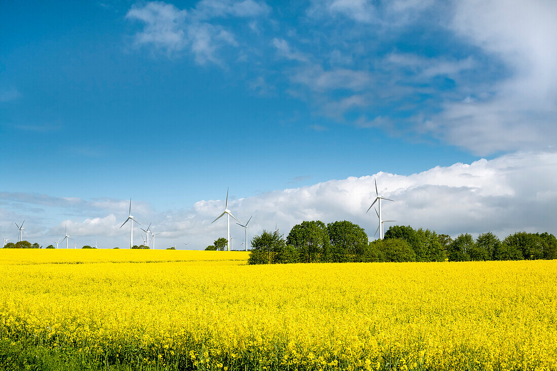 Wind turbines and rape field, Baltic coast, Schleswig-Holstein, Germany