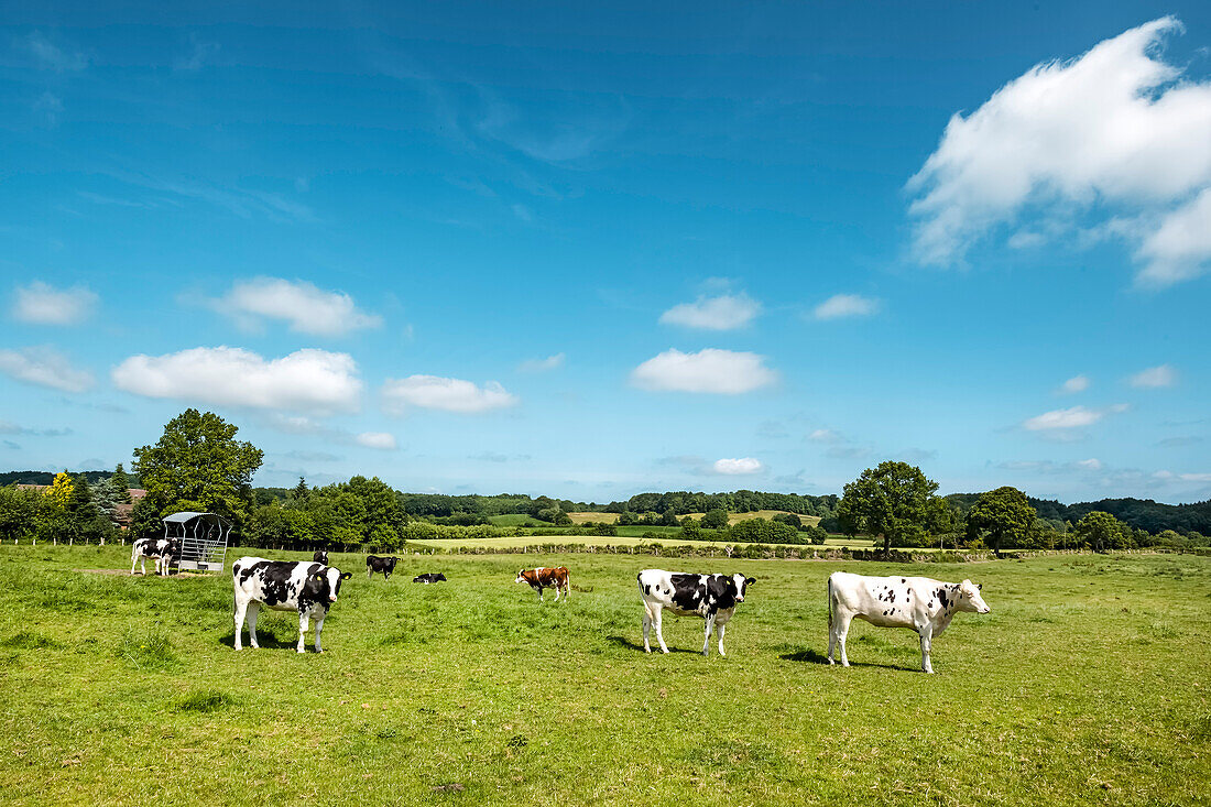 Cows on a field, Huettener Berge, Schleswig-Holstein, Germany