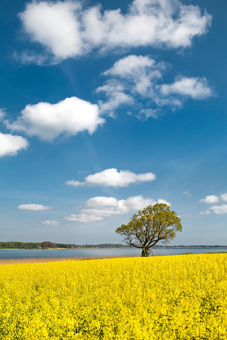 Rapsfeld an der Schlei, Schleswig-Holstein, Deutschland