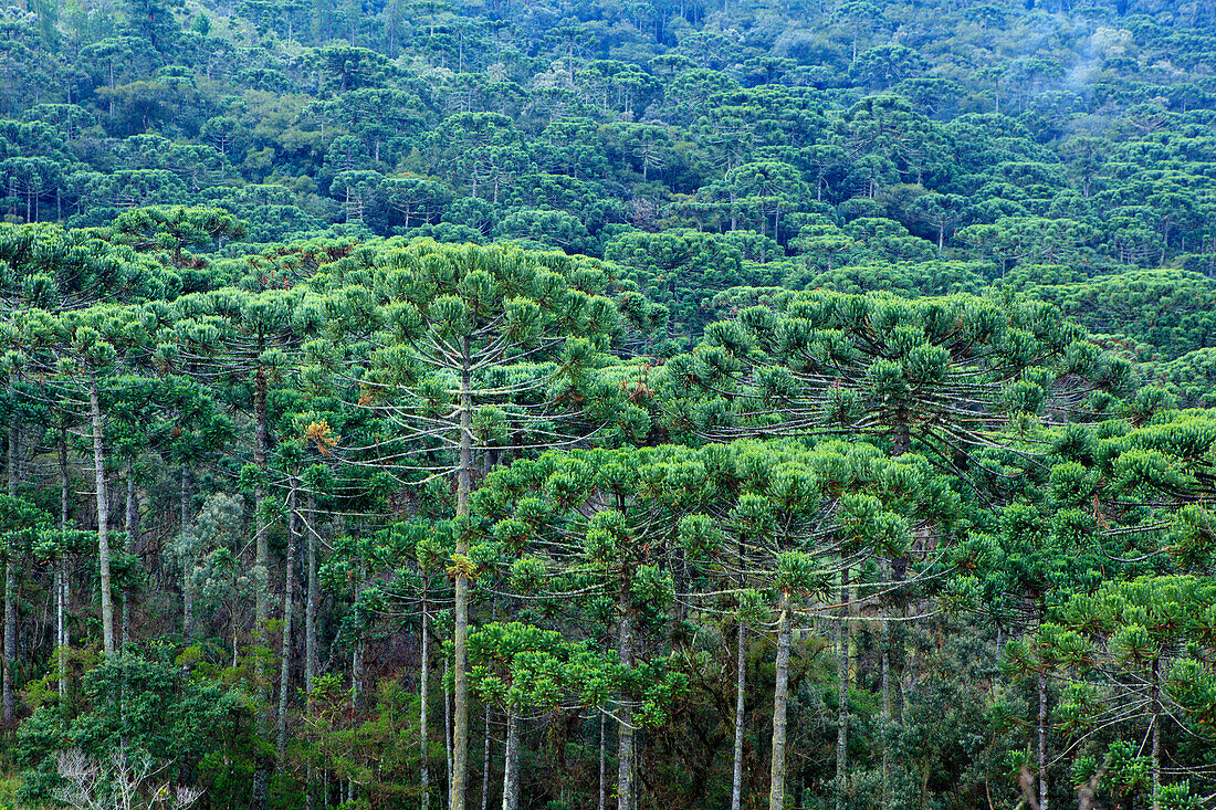 Ein Wald von Parana (Araucaria) Kiefern (Araucaria angustifolia) in den Bergen in der Nähe von Sao Paulo, Brasilien, Südamerika