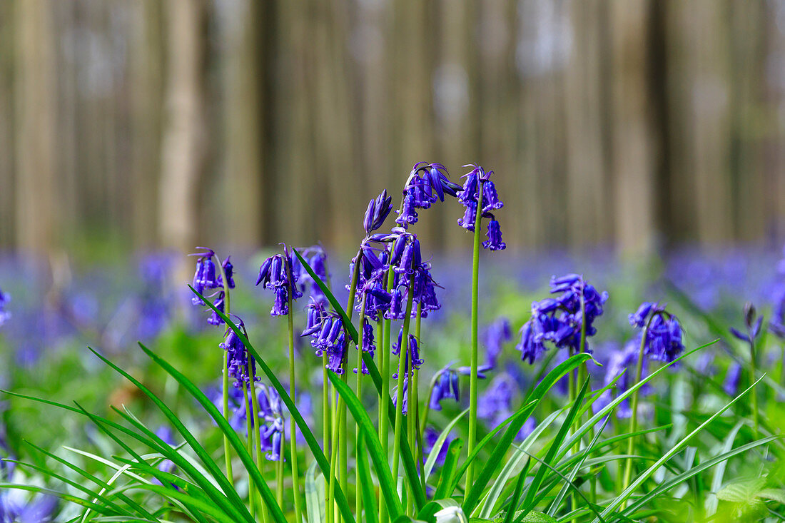 Close up of purple bluebells in bloom in the green grass of the Hallerbos forest, Halle, Belgium, Europe