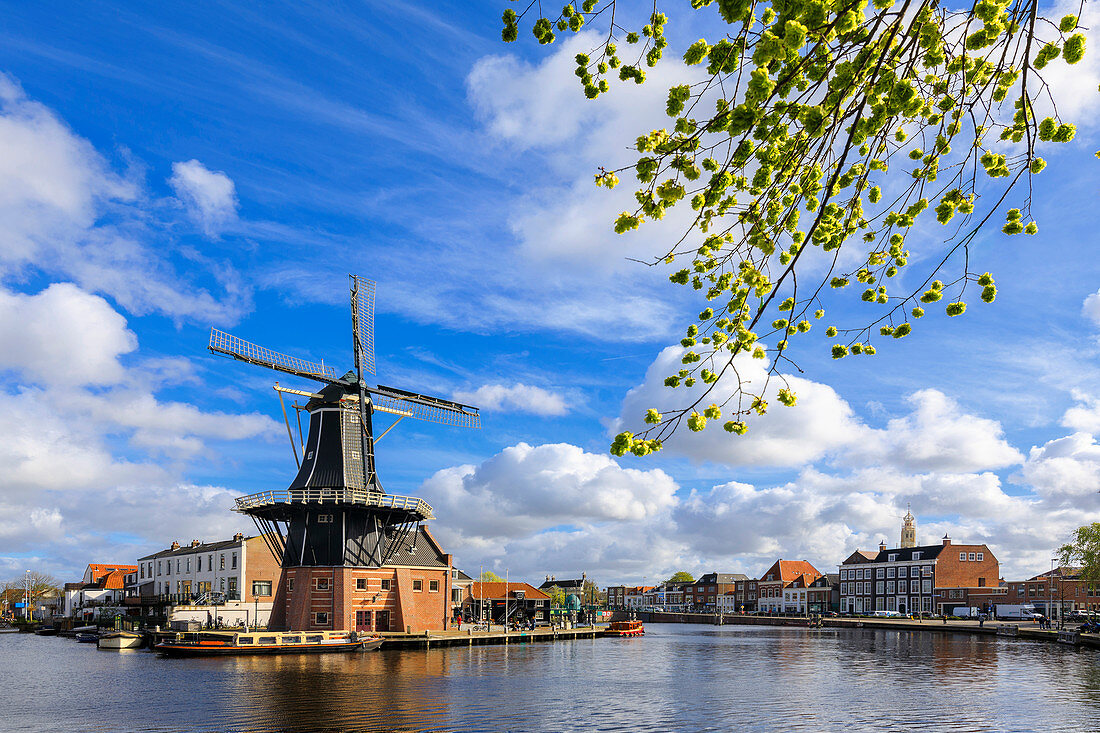 Baumzweige rahmen die Windmühle De Adriaan reflektiert in einem Kanal des Flusses Spaarne, Haarlem, Nordholland, die Niederlande, Europa