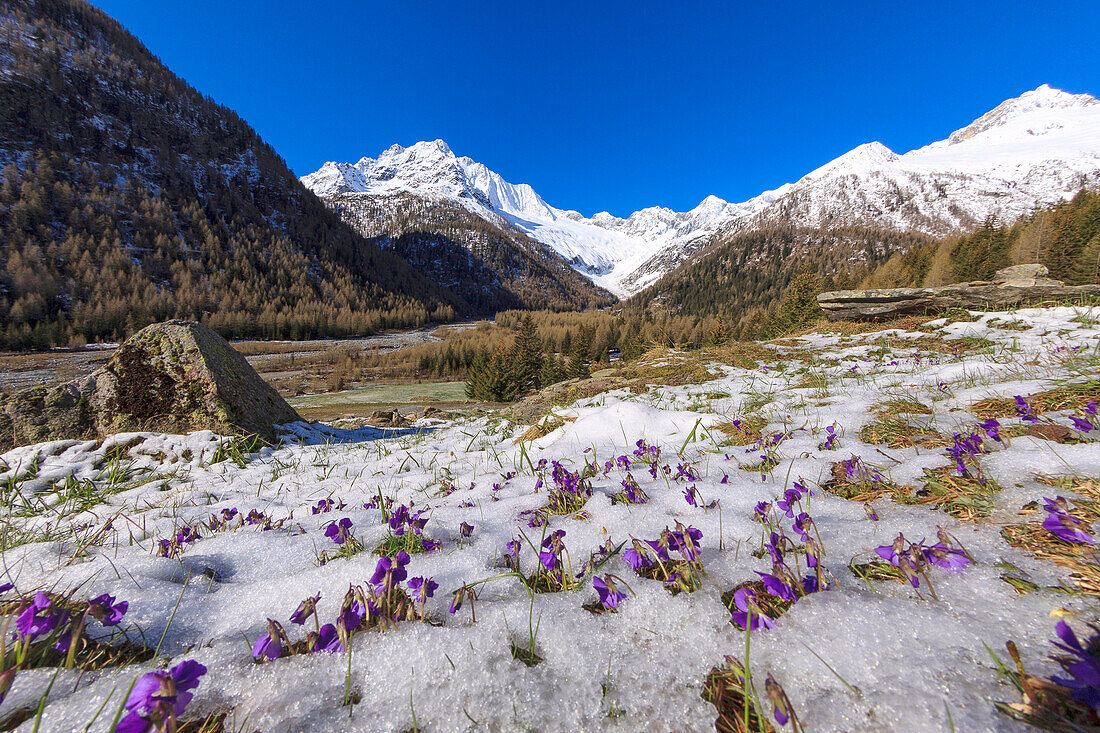 Colorful flowers on the grass covered by snow during the spring thaw, Chiareggio, Malenco Valley, Valtellina, Lombardy, Italy, Europe