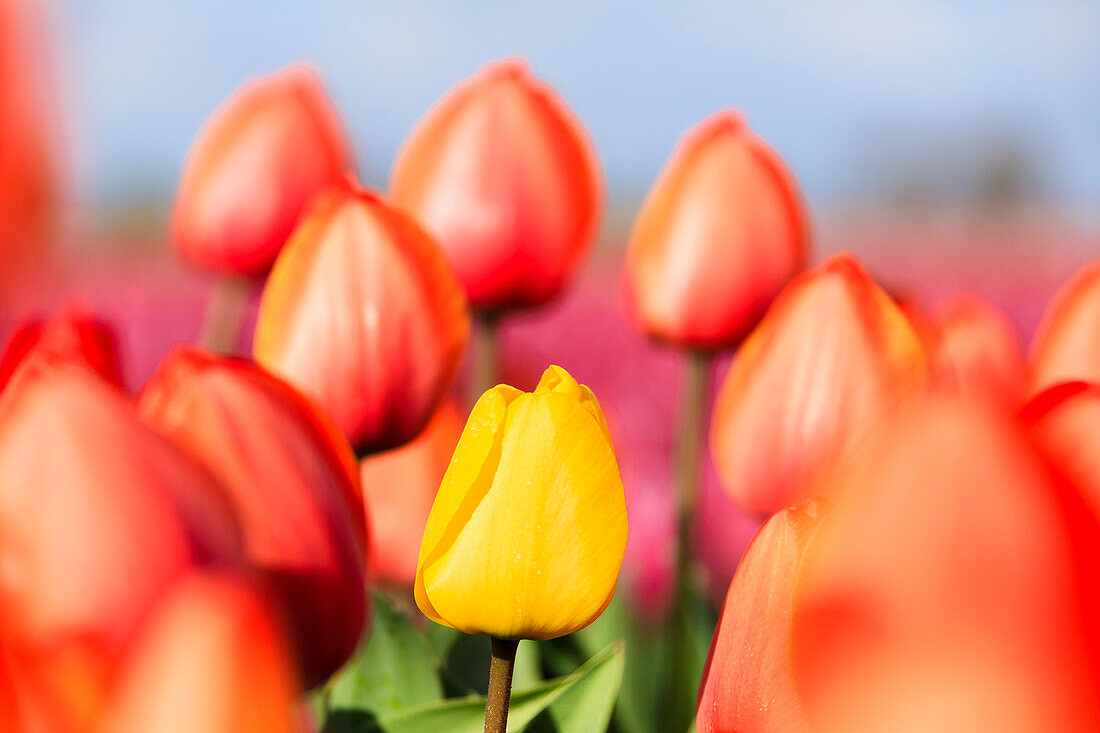 Close up of yellow tulip framed by a multitude of red tulips, Oude-Tonge, Goeree-Overflakkee, South Holland, The Netherlands, Europe
