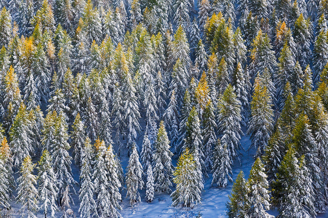 Aerial view of larches in the woods covered with snow during the fall season, Chiavenna Valley, Valtellina, Lombardy, Italy, Europe