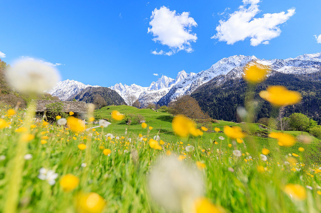 Löwenzahn und Blumen umrahmt von schneebedeckten Gipfeln, Soglio, Maloja, Bregaglital, Engadin, Kanton Graubünden, Schweiz, Europa