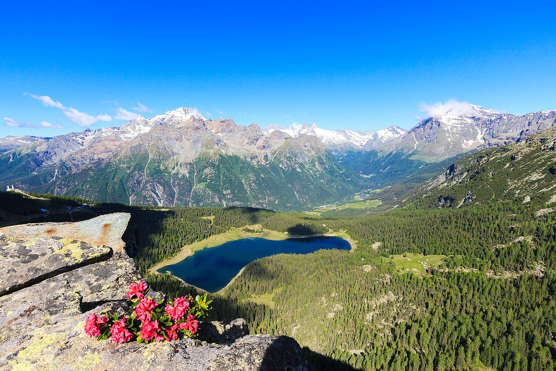 Rhododendrons and Lake Palu framed by Mount Disgrazia seen from Monte Roggione, Malenco Valley, Valtellina, Lombardy, Italy, Europe