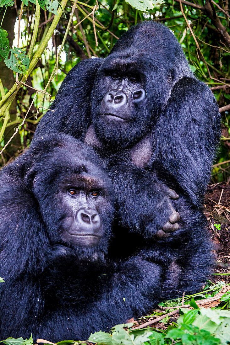 Silverback Berggorillas (Gorilla beringei beringei) im Virunga Nationalpark, UNESCO-Weltkulturerbe, Demokratische Republik Kongo, Afrika