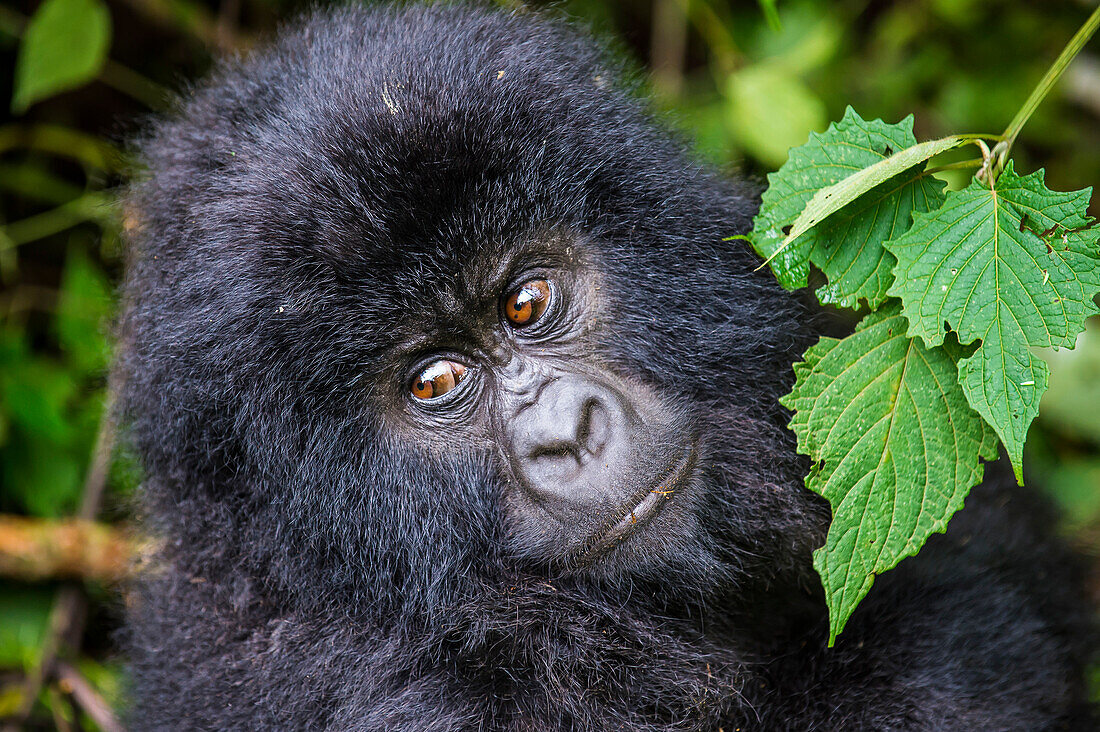 Young mountain gorilla (Gorilla beringei beringei) in the Virunga National Park, UNESCO World Heritage Site, Democratic Republic of the Congo, Africa