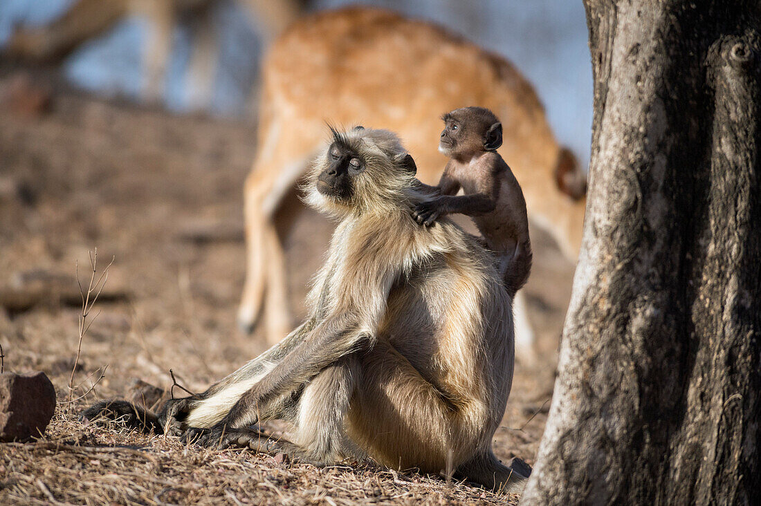 Langur monkey (Semnopithecus entellus), Rajasthan, India, Asia