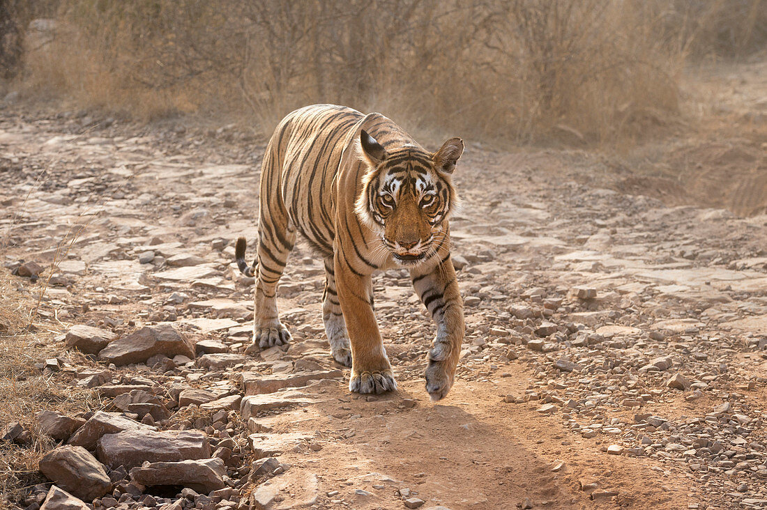 Bengal tiger (Panthera tigris tigris), Ranthambhore, Rajasthan, India, Asia