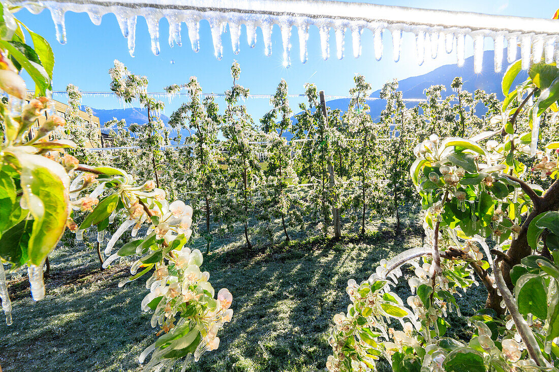 Nahaufnahme von Apfelplantagen im Frühjahr mit Eis bedeckt Villa von Tirano Sondrio Provinz Valtellina Lombardei Italien Europa