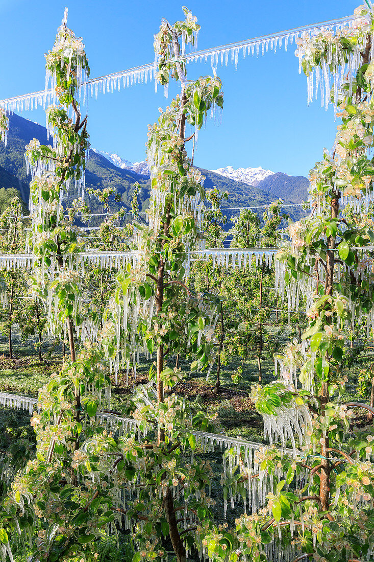 Blauer Himmel auf den Apfelplantagen im Frühjahr mit Eis bedeckt Villa von Tirano Provinz Sondrio Valtellina Lombardei Italien Europa