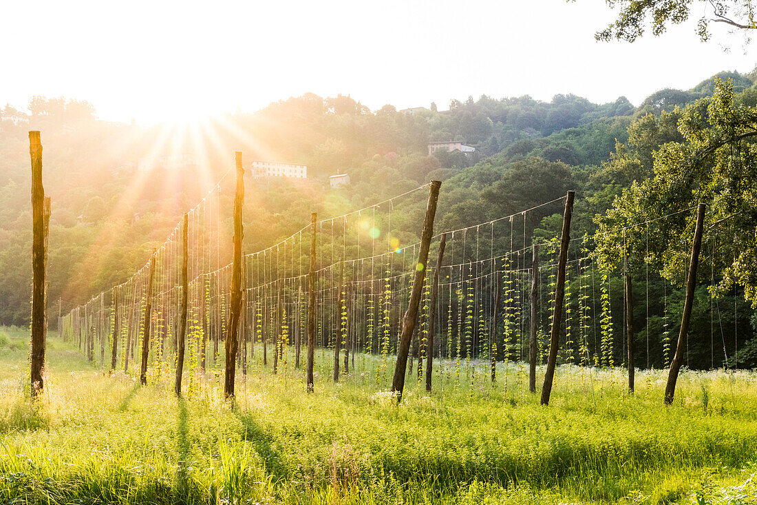 Hop fields around the historical monastery of Astino, Longuelo, Province of Bergamo, Lombardy, Italy, Europe